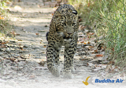 Leopard Conservation